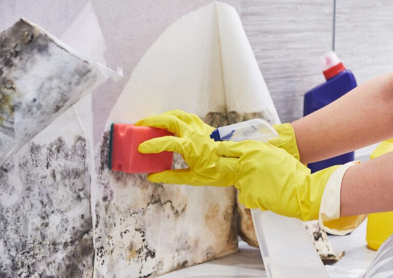 Everything You Need to Know About Mold & Mildew (And How to Control It)